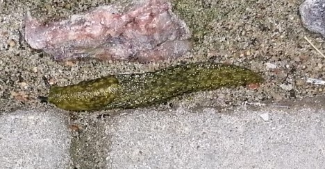 Zaļais kailgliemezis